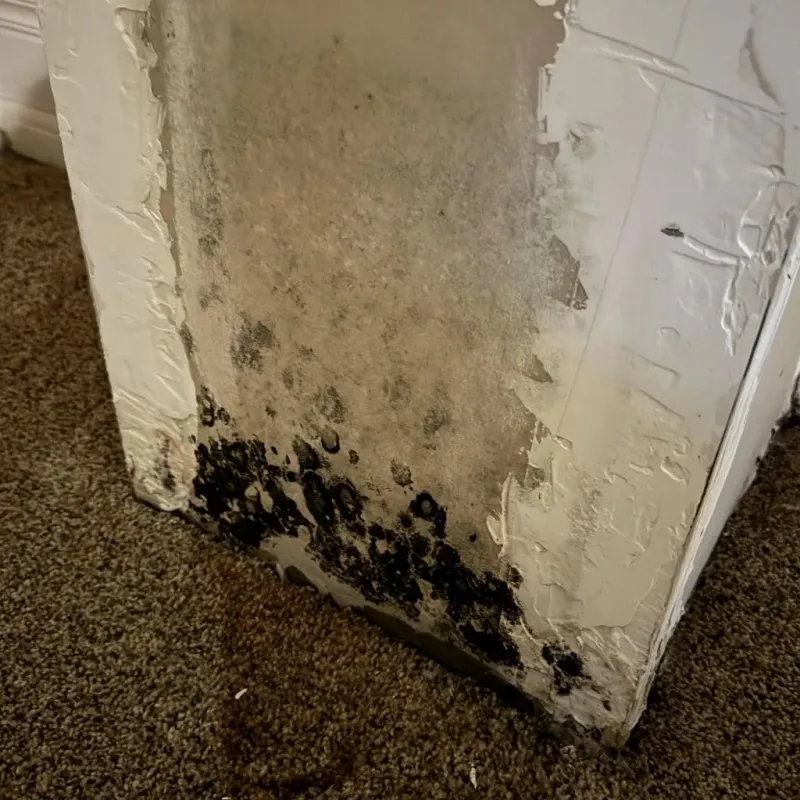 Professional Mold Removal in Hillsdale County, MI